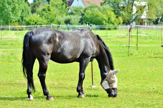The Problems With Fly Grazing