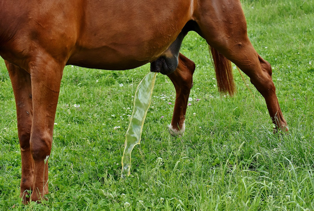 What You Can Learn From Your Horses Urine?
