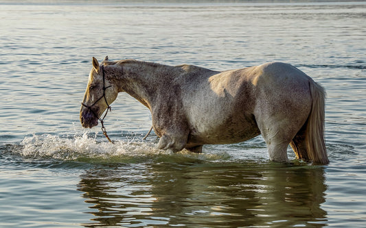 Can Horses Swim?