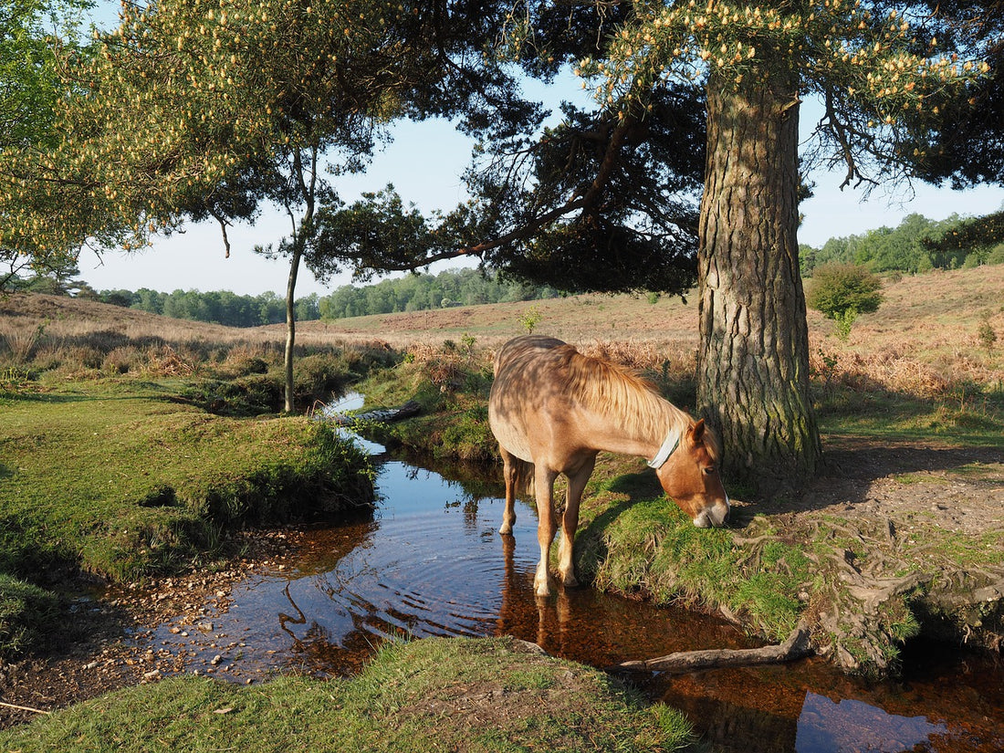 Who Looks After The New Forest Ponies?