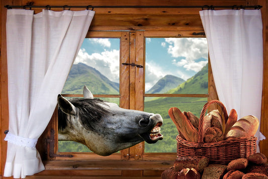 8 Foods You Should Never Feed To Your Horse