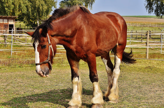 Everything You Need To Know About Equine Flu