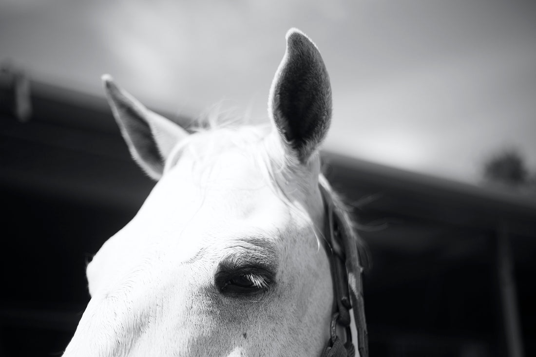 Equine Herpesvirus (EHV)