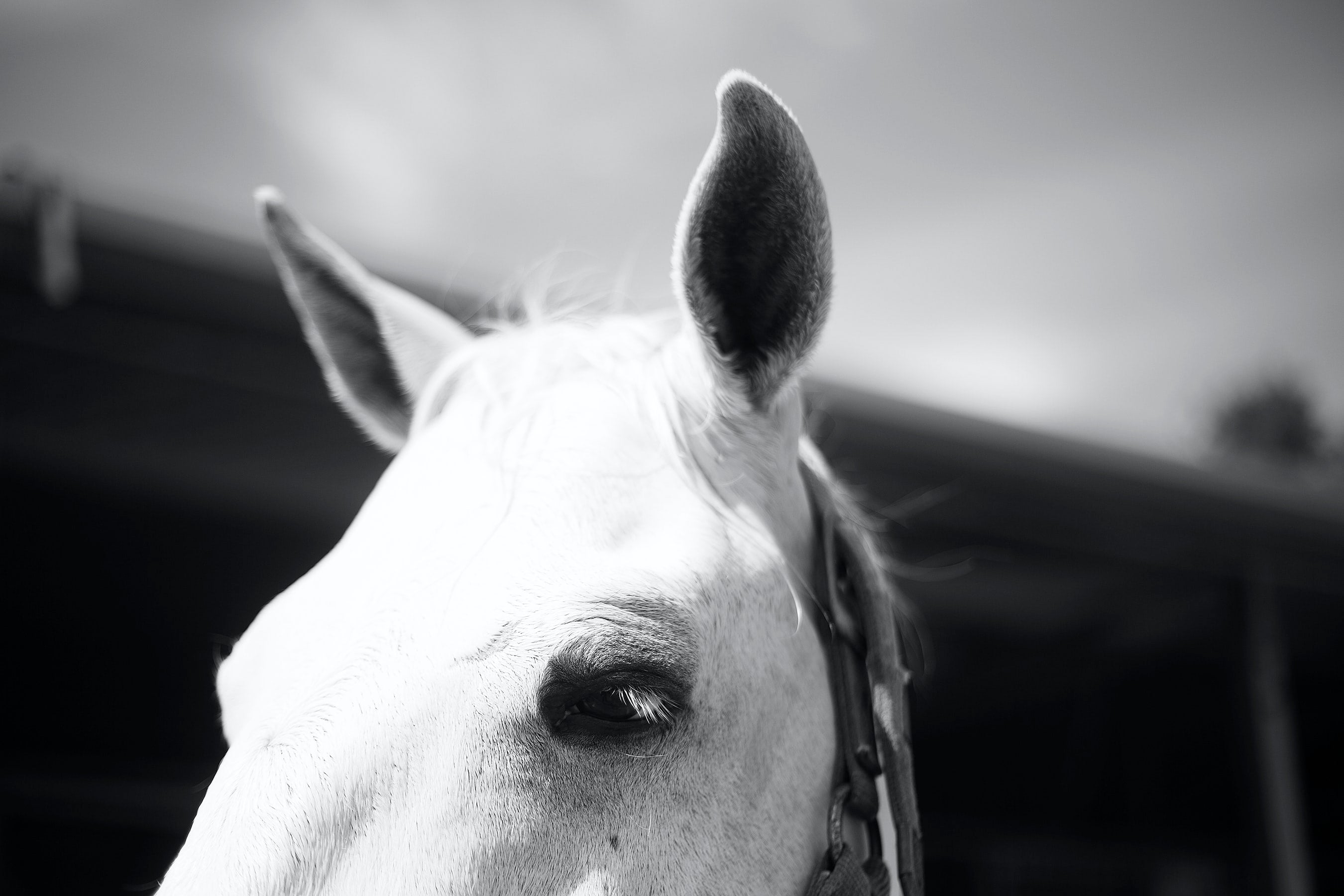 Equine Herpesvirus (EHV)