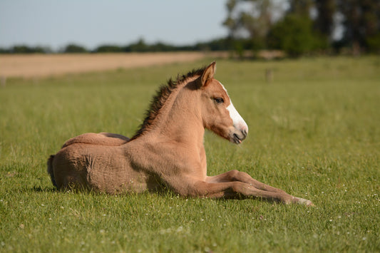 Horse Colic