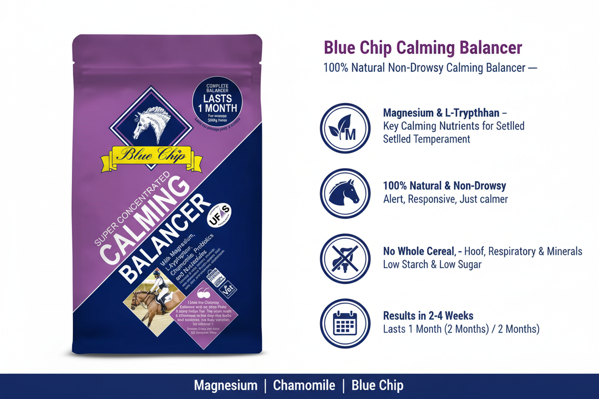 Blue Chip Calming Balancer Infographic