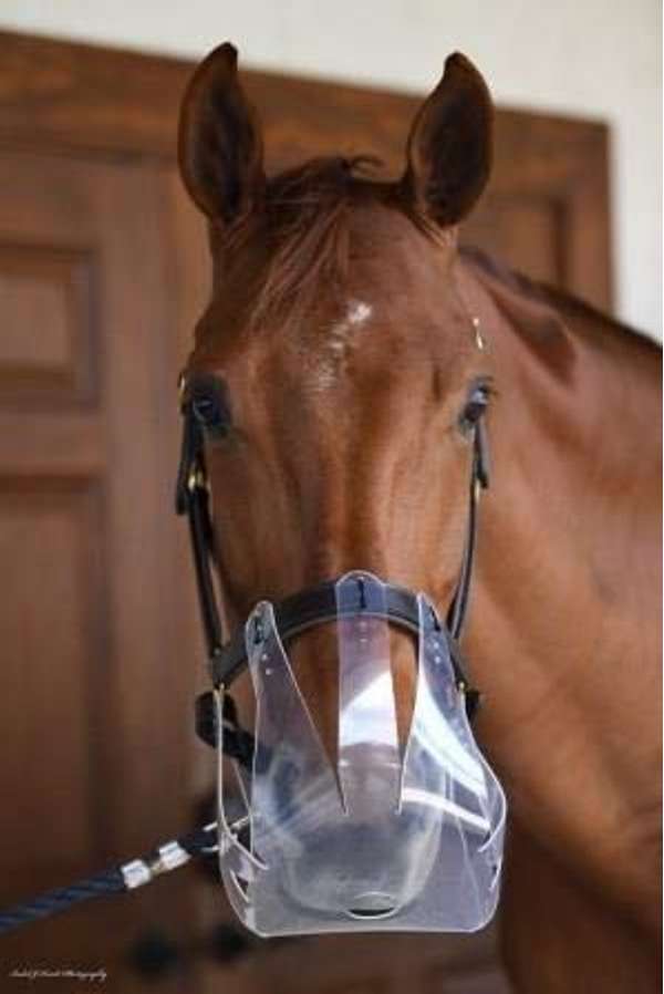 Thinline Flexible Grazing Muzzle Clear