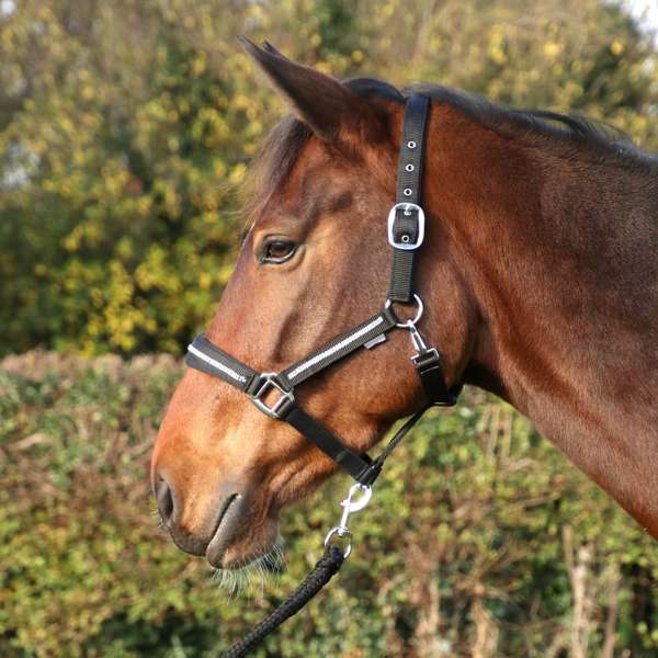 Hy Equestrian Glitzy Headcollar