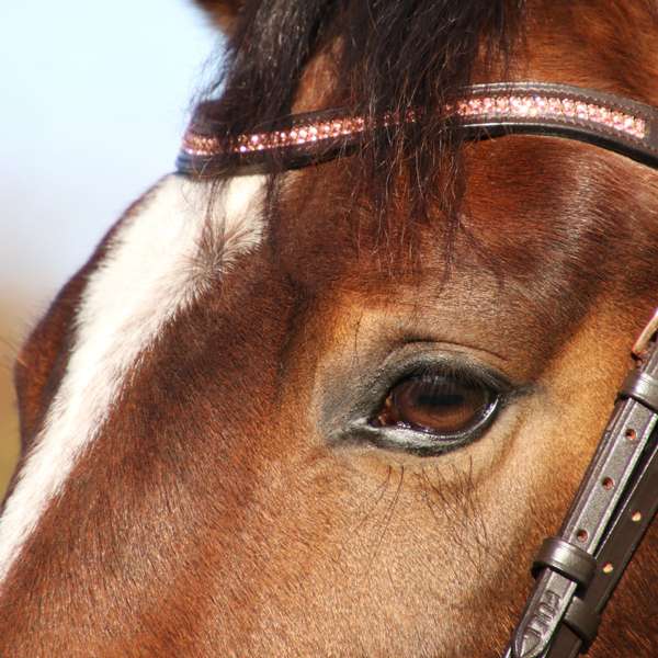 Hy Equestrian Rosciano Rose Gold Brow Band