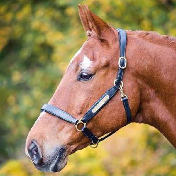 Shires Velociti Gara Leather Nameplate Headcollar