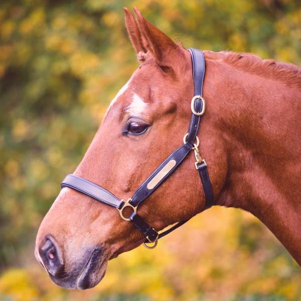 Shires Velociti Gara Leather Nameplate Headcollar