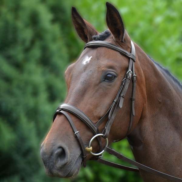 Hy Equestrian Padded Flash Bridle With Rubber Grip Reins