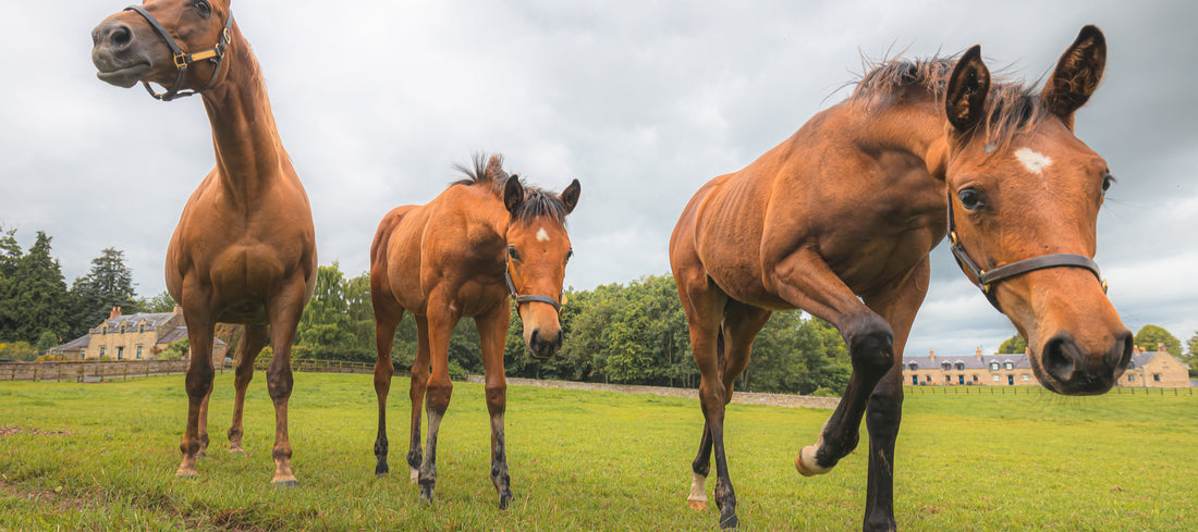 Cleveland Bay Horse