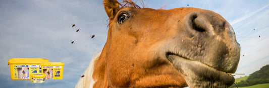 Summers are more Fun without Flies - Horslyx Blog Article