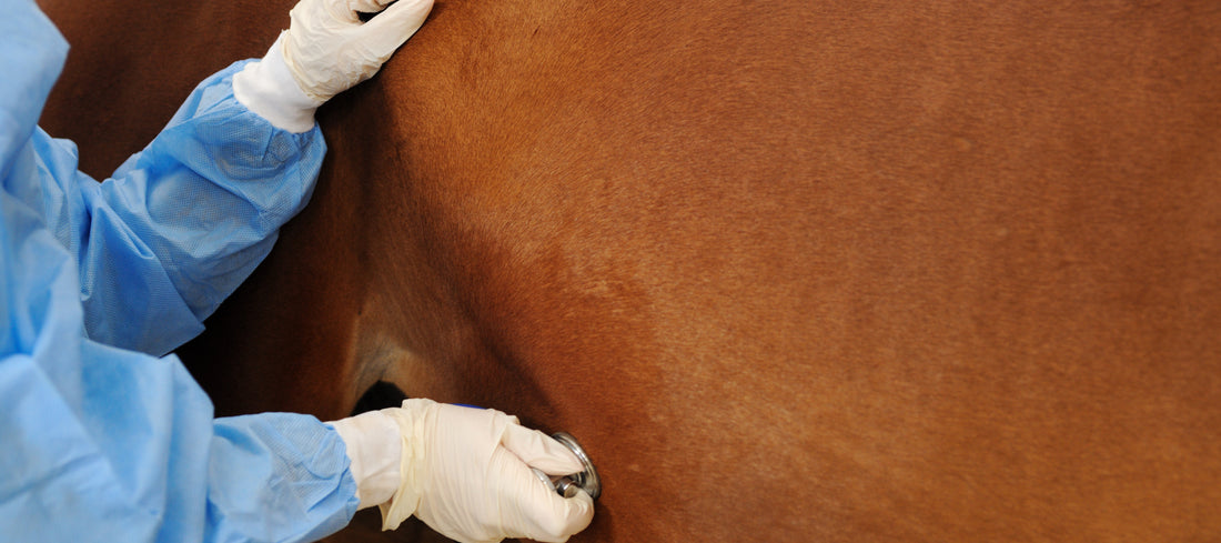 Horse Alopecia What Causes Hair Loss In Horses