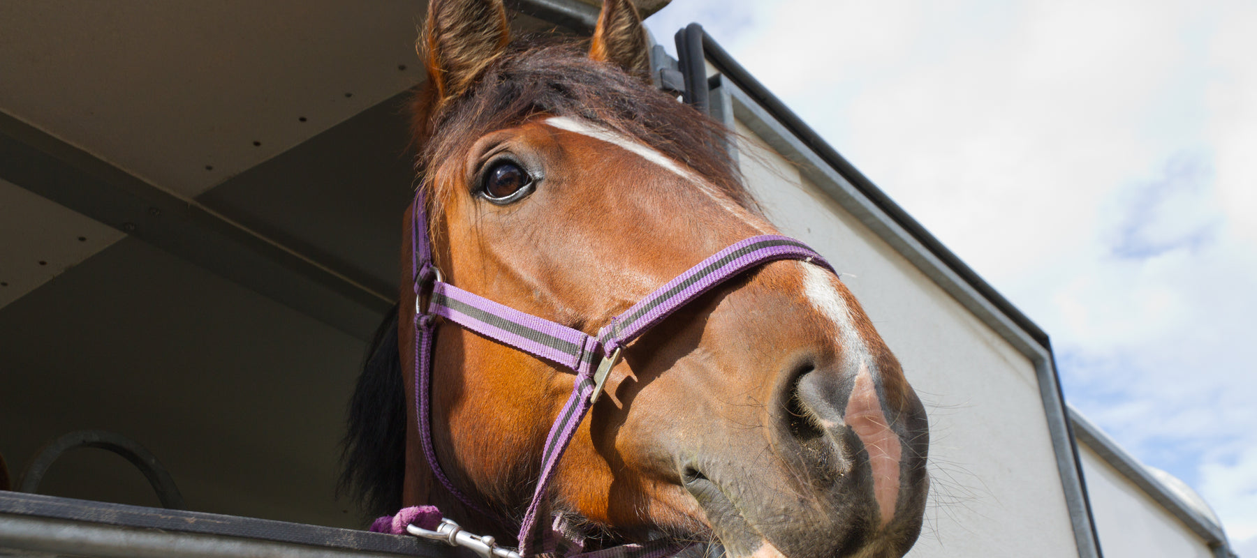 How To Choose The Right Horse Trailer