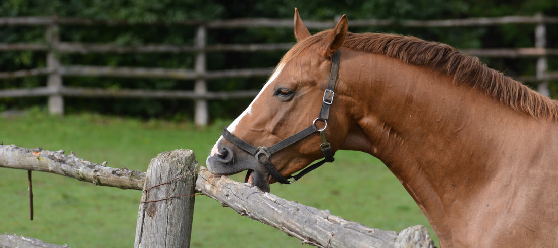 Selenium And Crib Biting In Horses