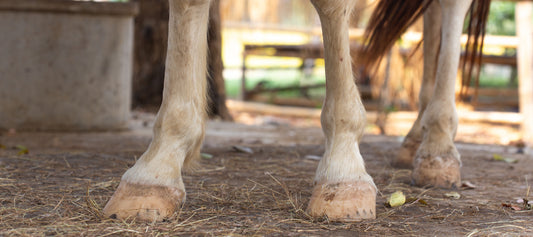 What Is Navicular Disease?