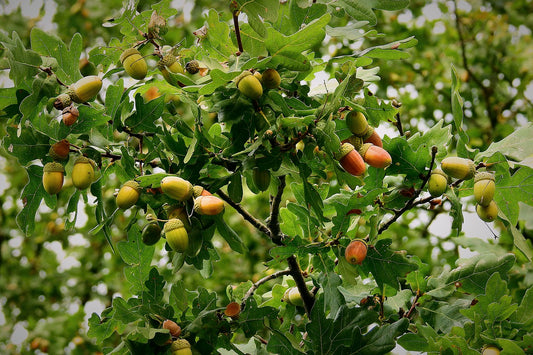 Acorn Poisoning