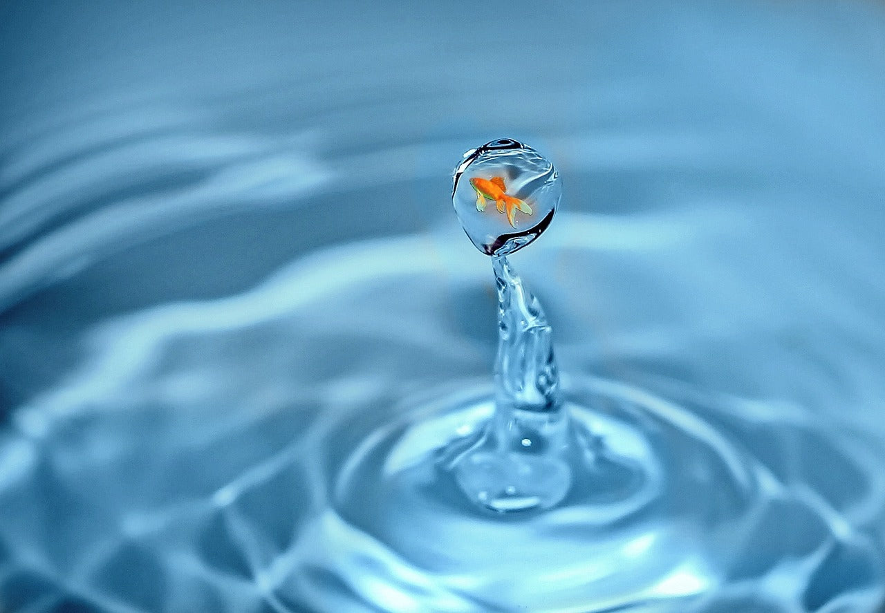 Should You Put Goldfish In Your Horses Water Trough?