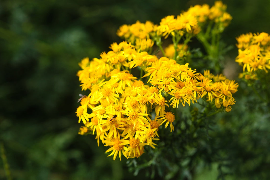 Ragwort Removal