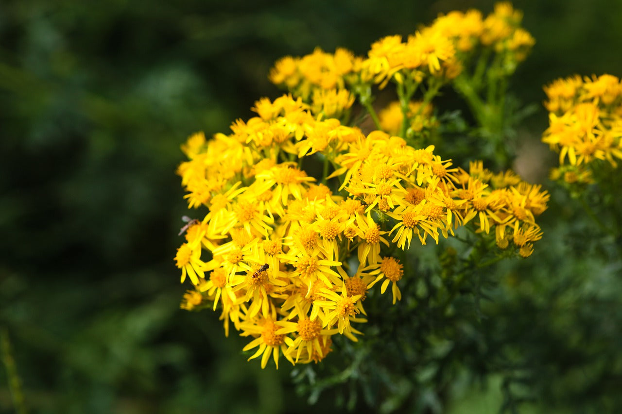 Ragwort Removal