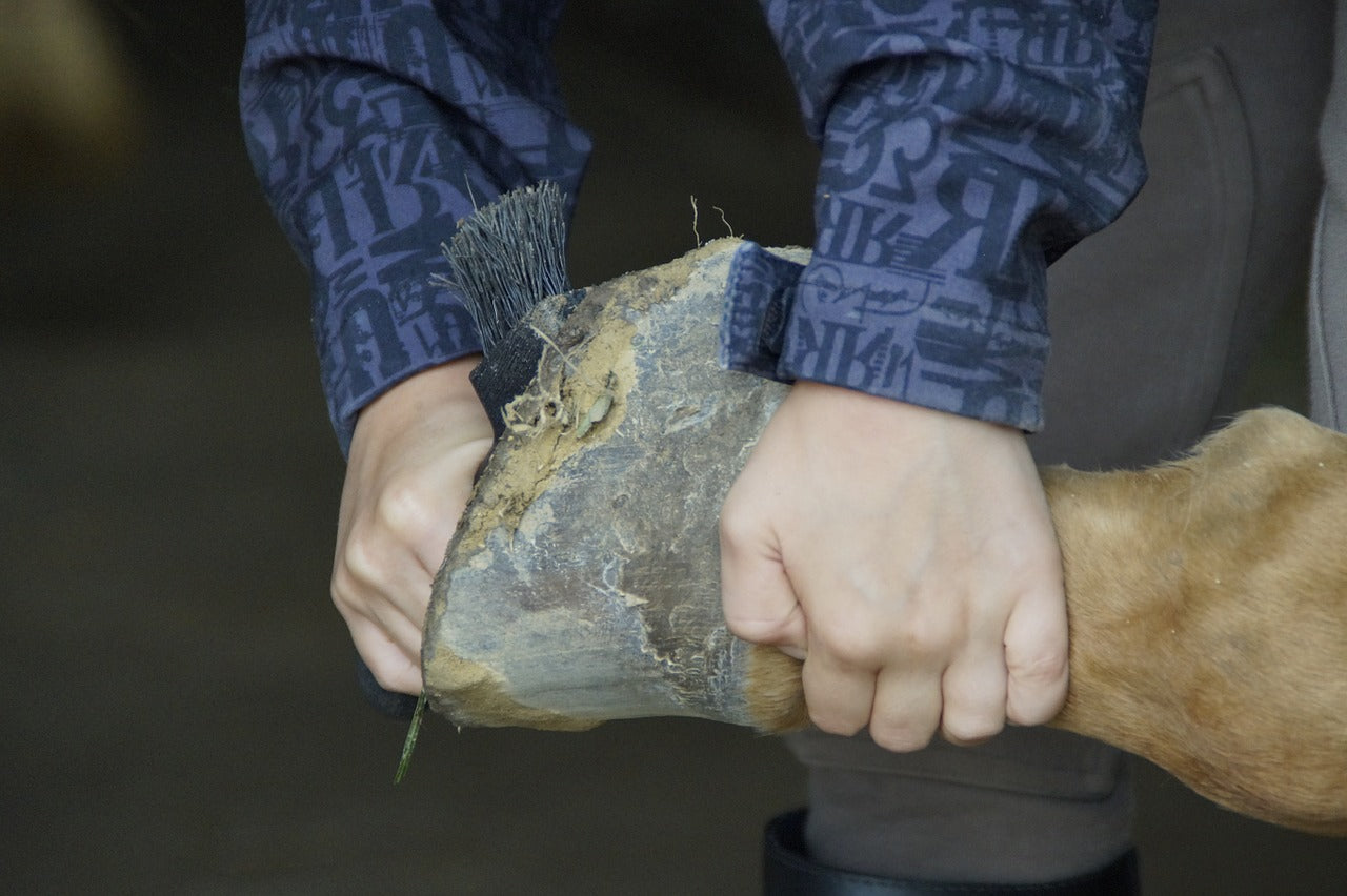 Caring For Horse Hooves