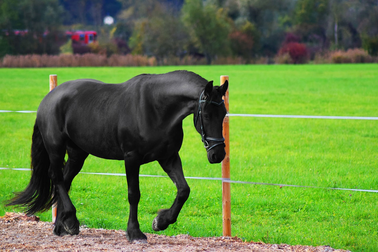 Tips For Photographing Your Horse