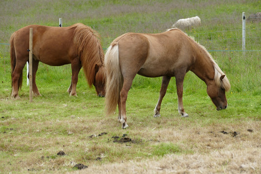 Icelandic Horse