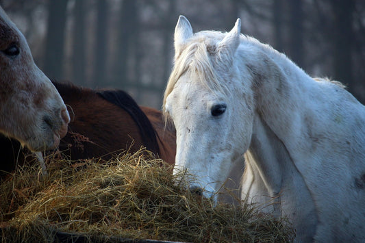 Nutrition For Injured Horses