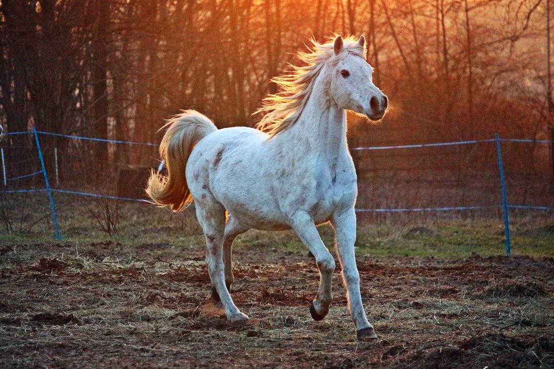 How To Tame An Unruly Horse