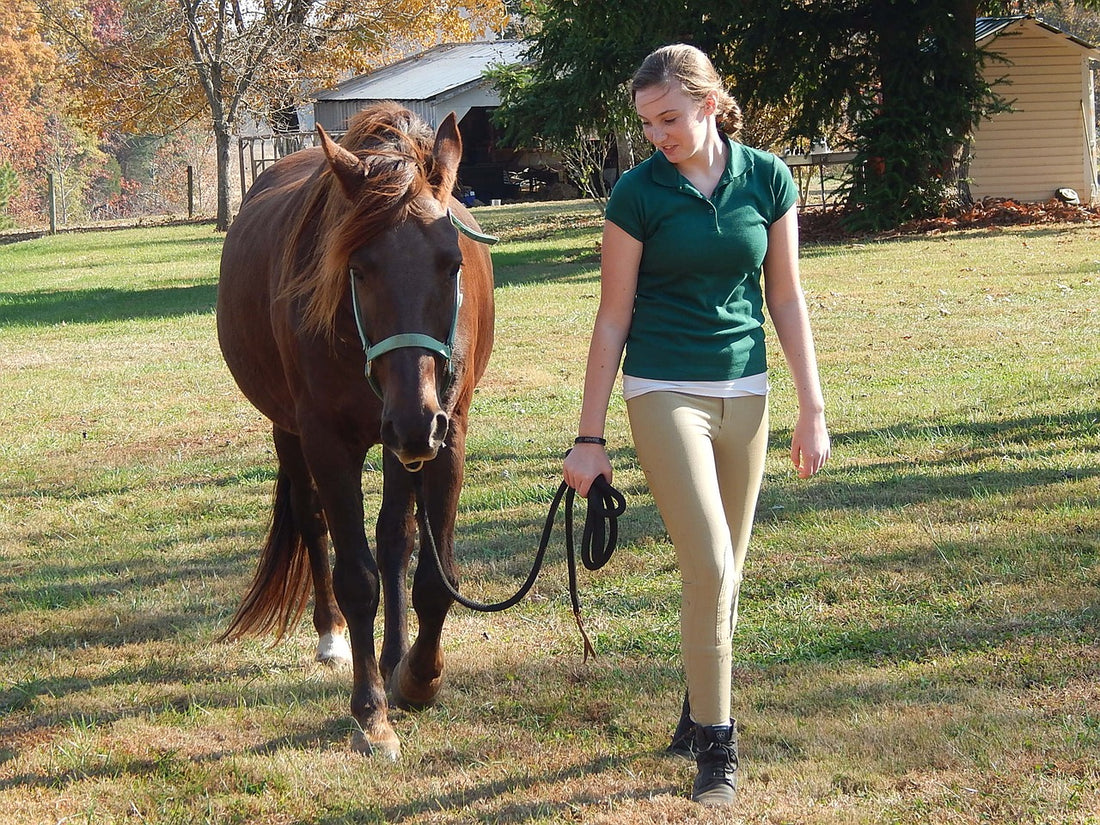 How To Teach Your Horse To Lead Well