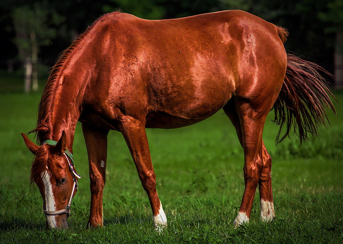 Could Coconut Oil Be Good For Your Horse