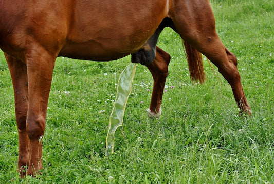 What You Can Learn From Your Horses Urine?