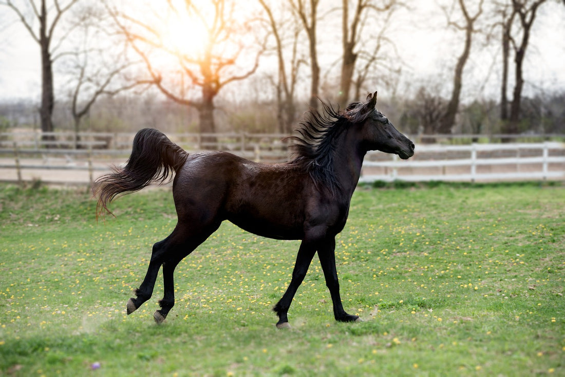 Horse Insurance