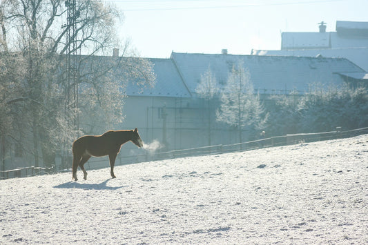 Treating Breathing Problems In Horses