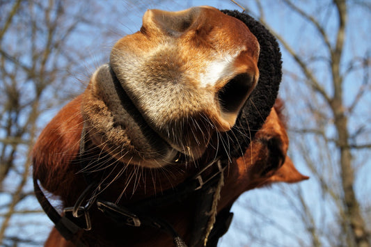 Should You Trim Your Horses Whiskers?