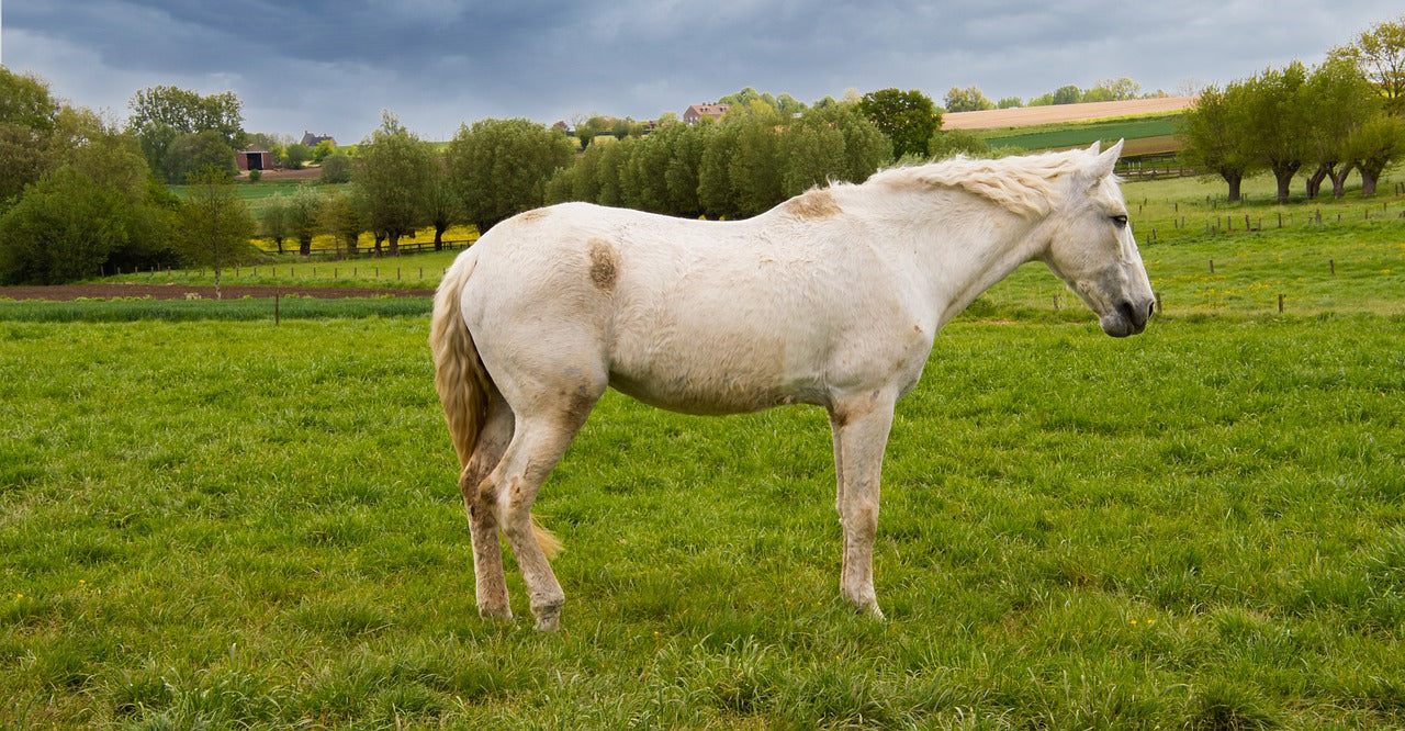 Why Are More And More Horses Being Dumped