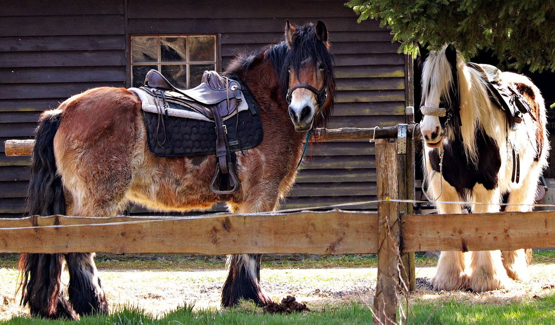 How Long Do Horses Live?