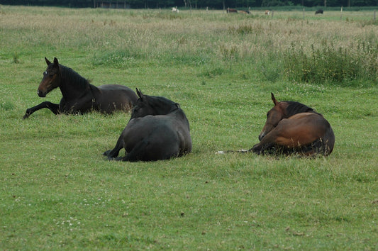 How Much Sleep Do Horses Need?
