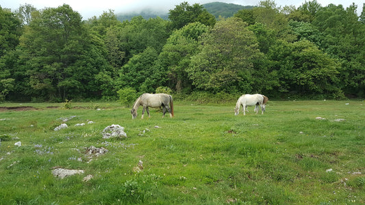 Tips For Feeding A Good Doer