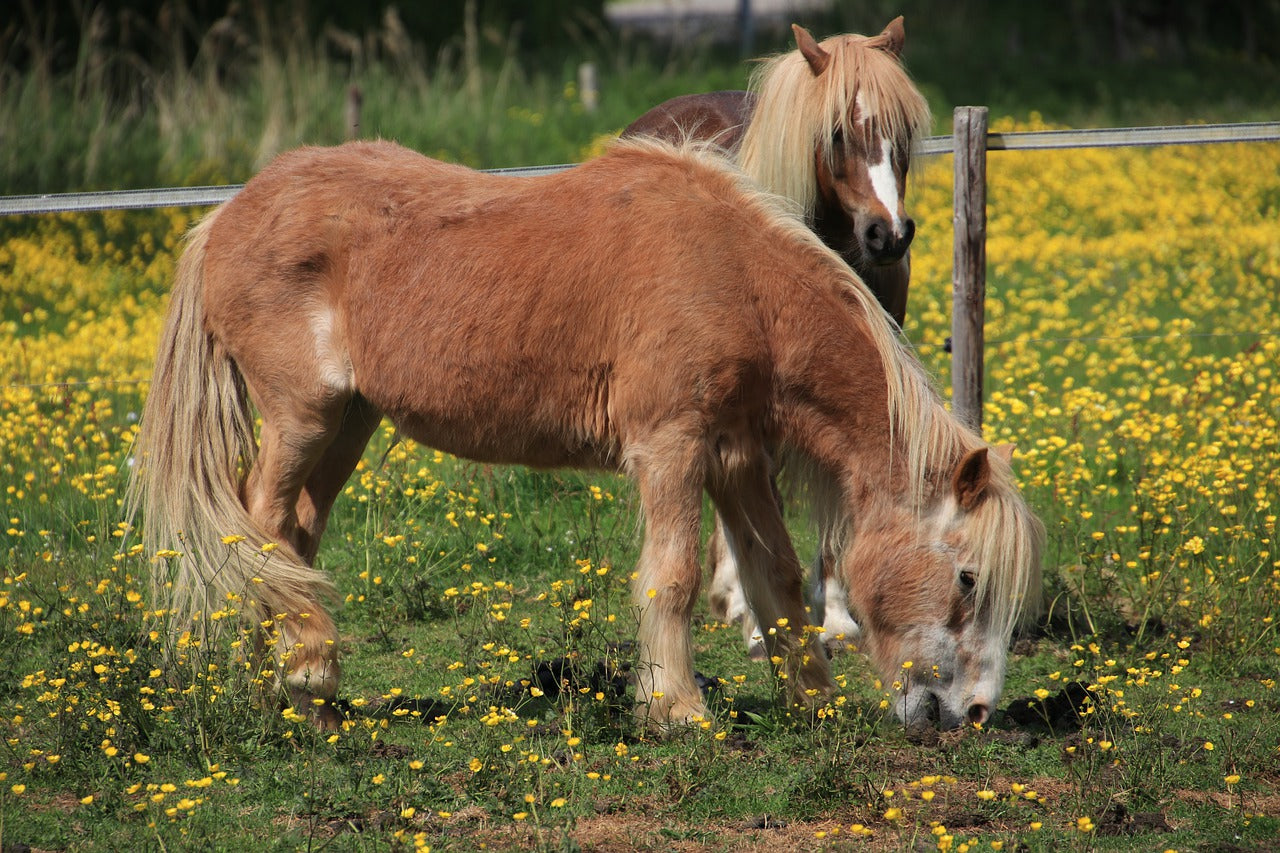 Are Buttercups Poisonous To Horses
