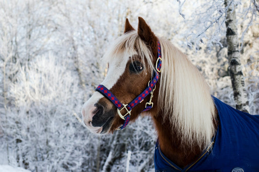 Looking After Your Horse In Winter