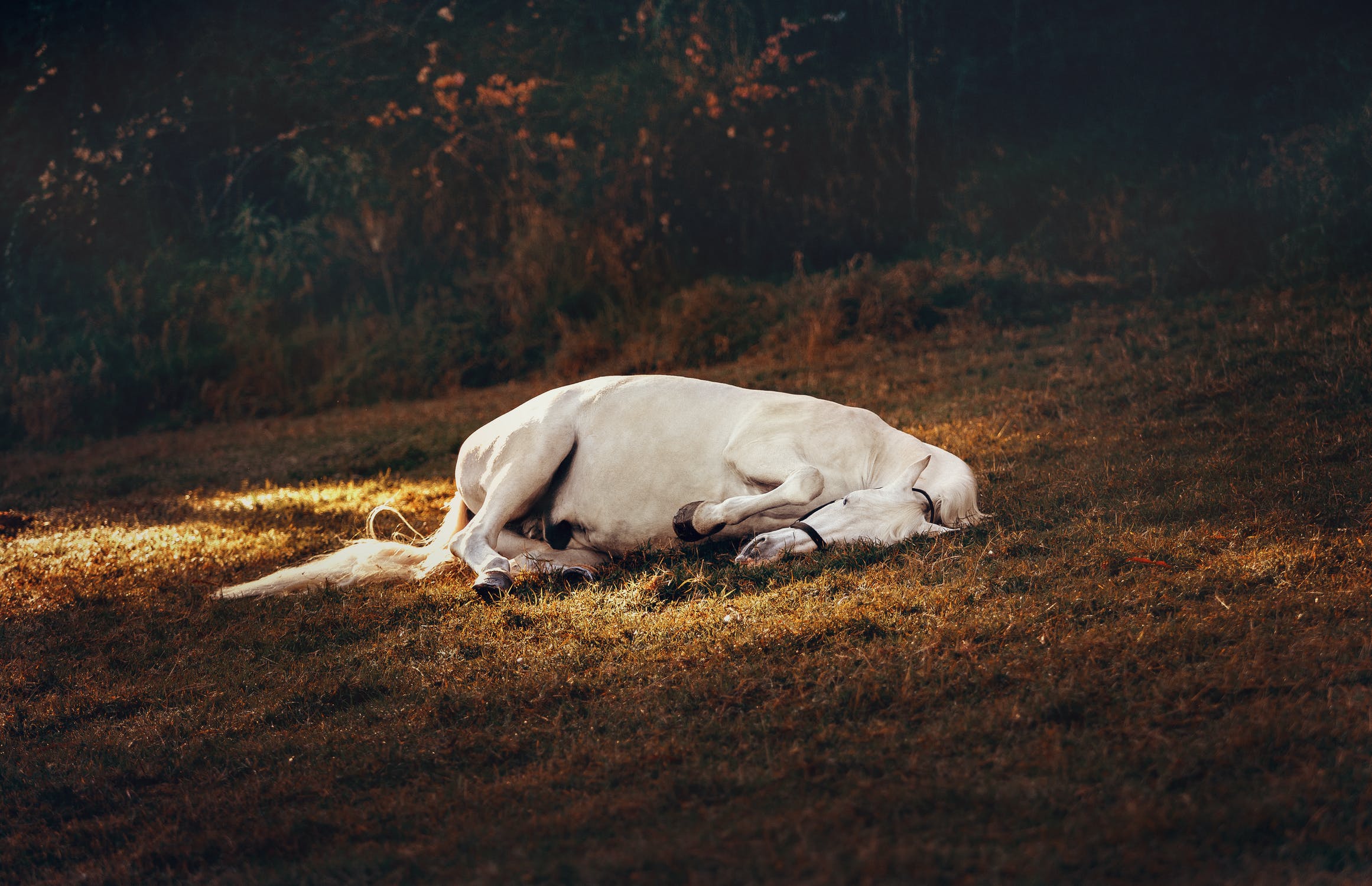 Heatwave Summer Horse Care Tips