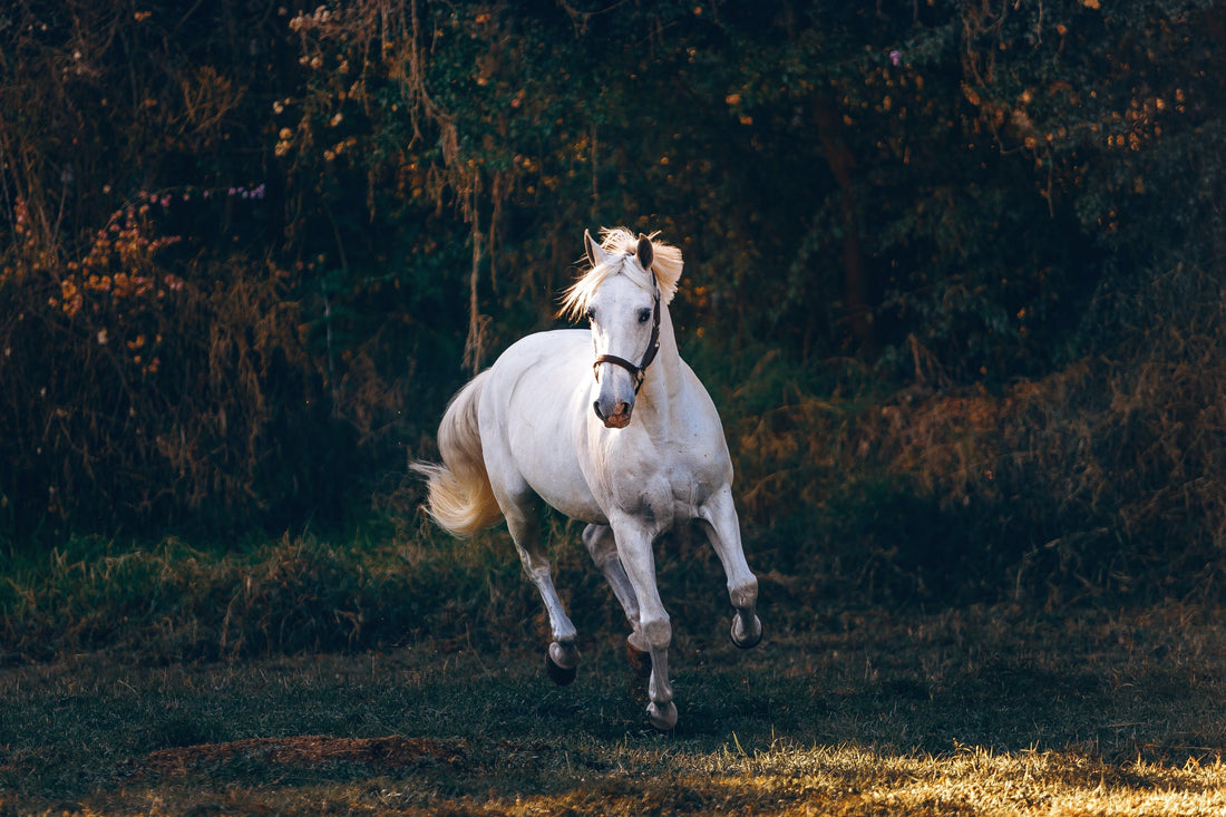How To Stop Your Horse Spooking