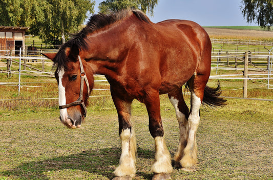 What Is African Horse Sickness?