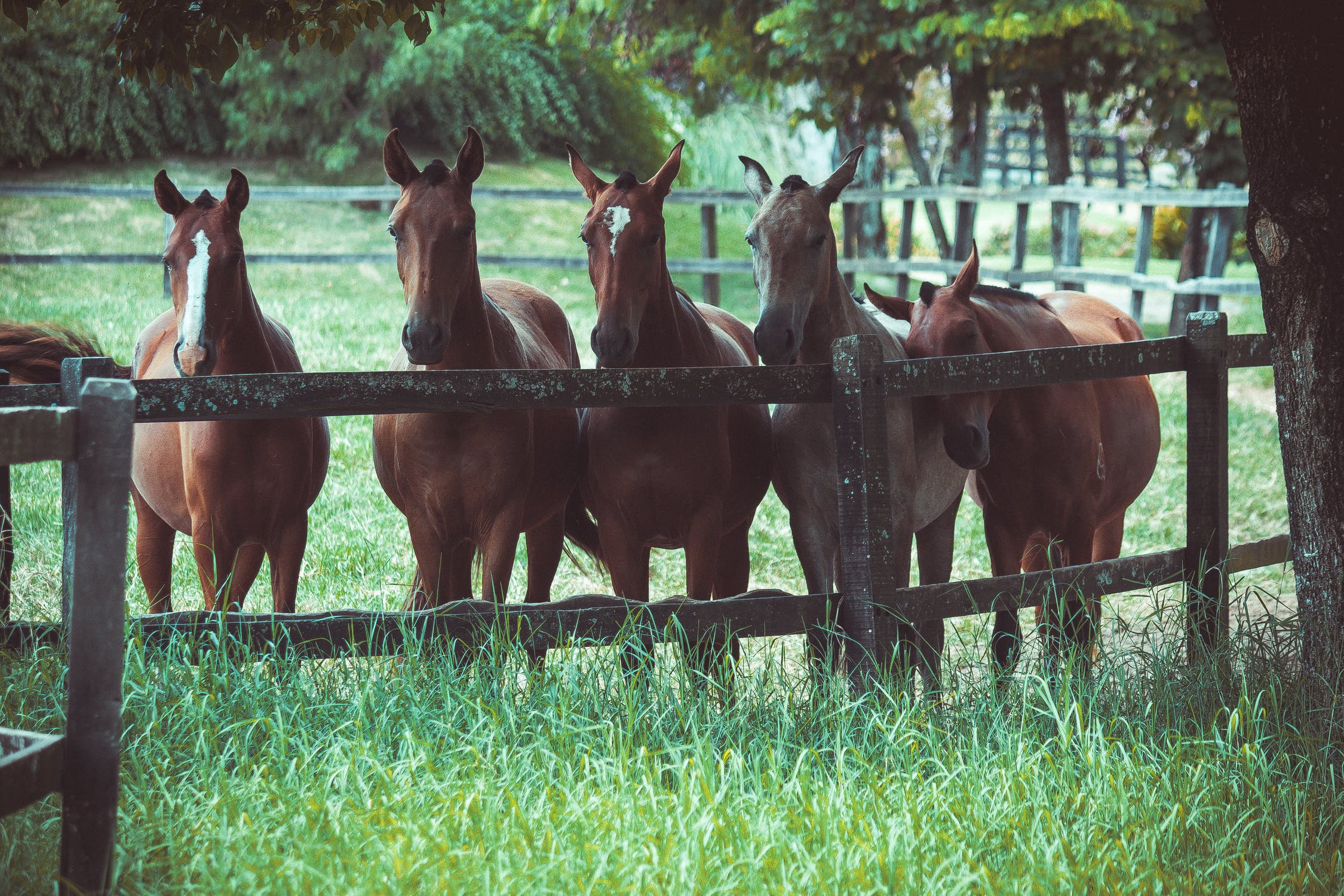 Horse names