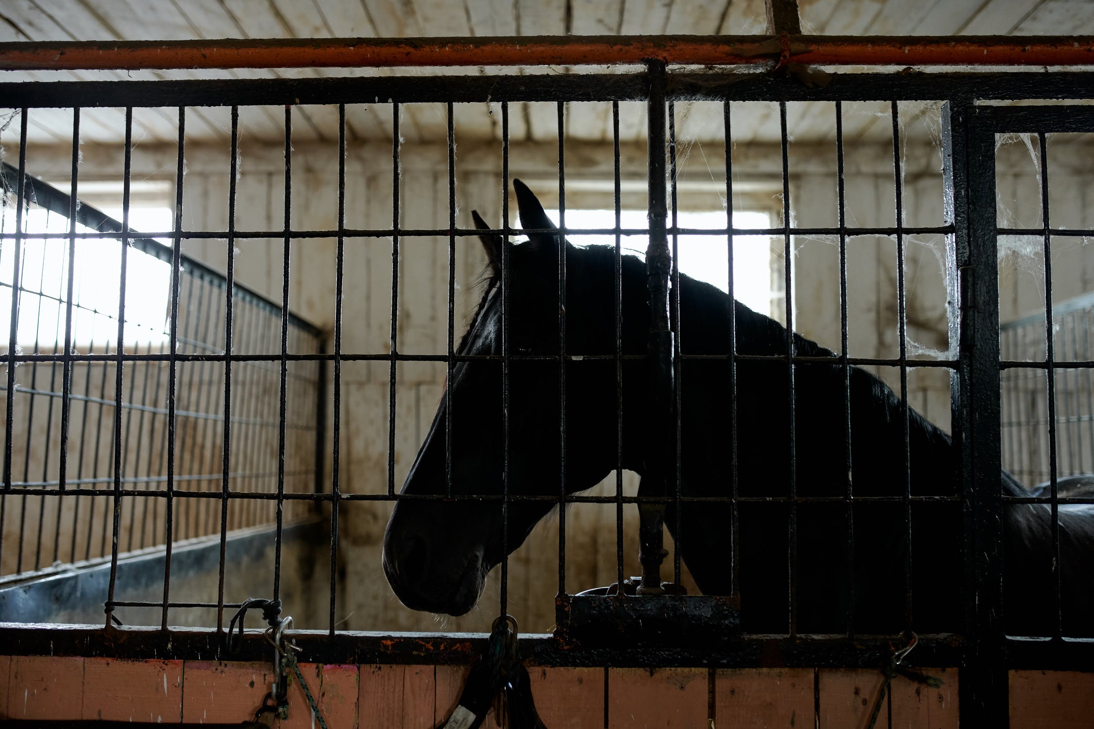 How To Care For An Elderly Horse
