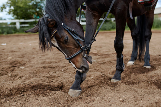 Sand Accumulation In The Equine Colon