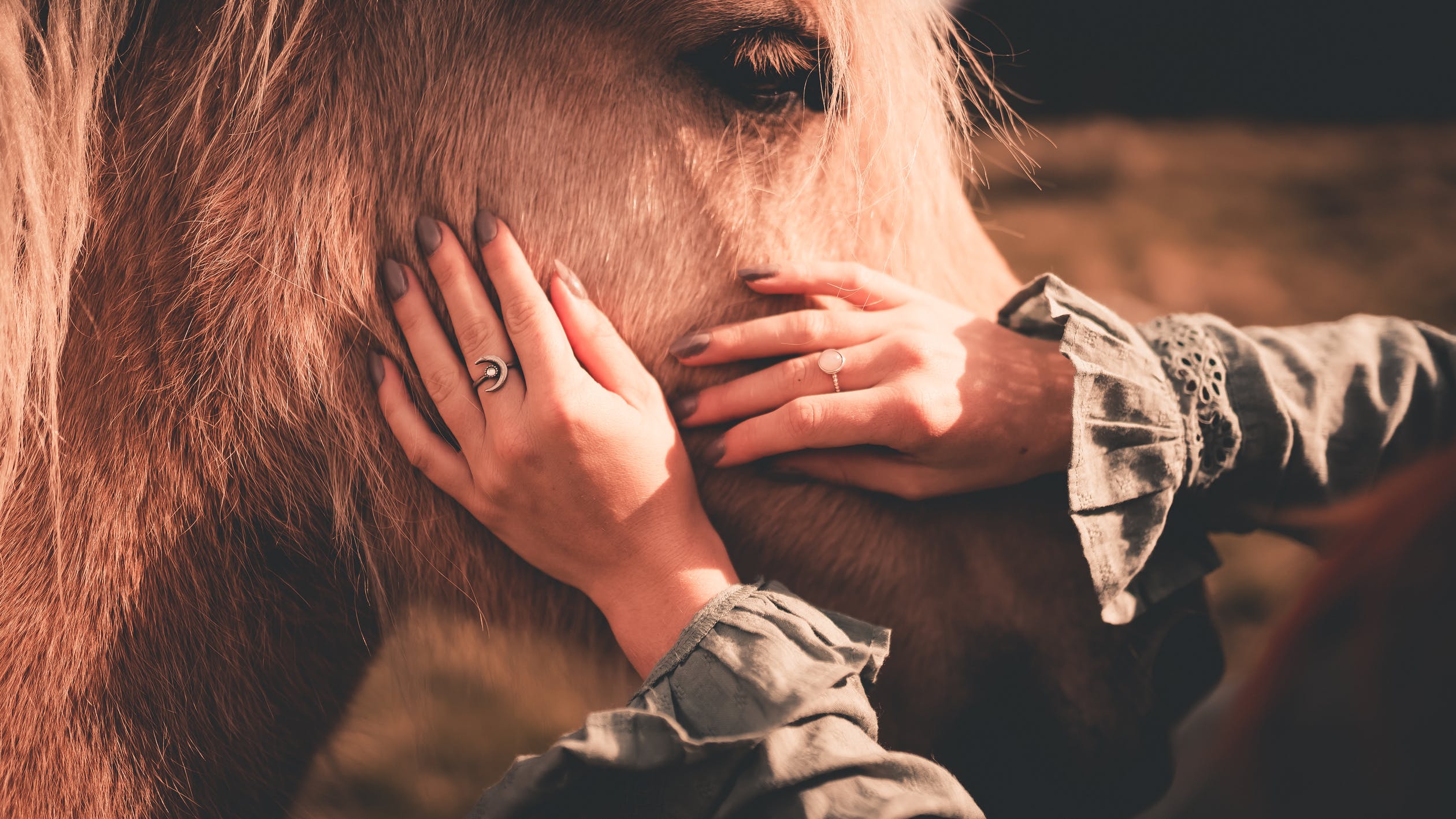 Do Horses Get Emotionally Attached To Their Owners Like Dogs Do